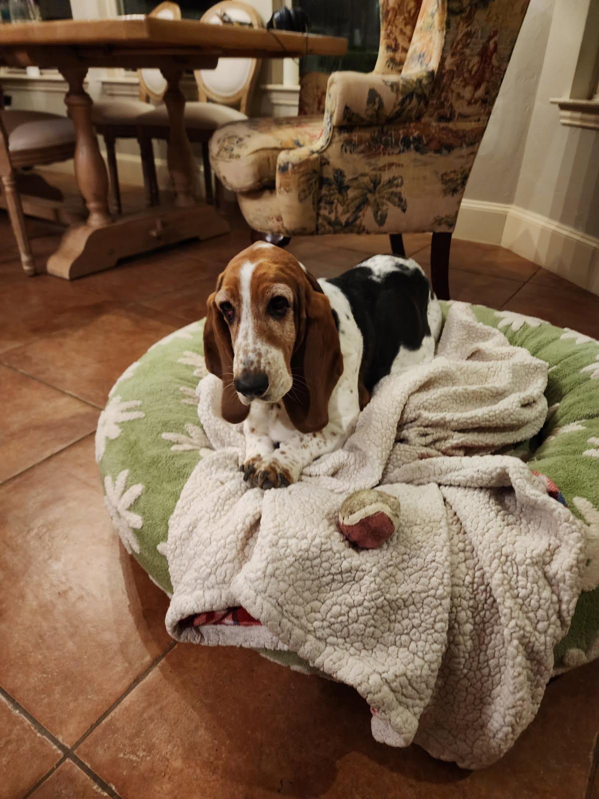 Bonnie, Adopted, Adult Female Basset Hound.