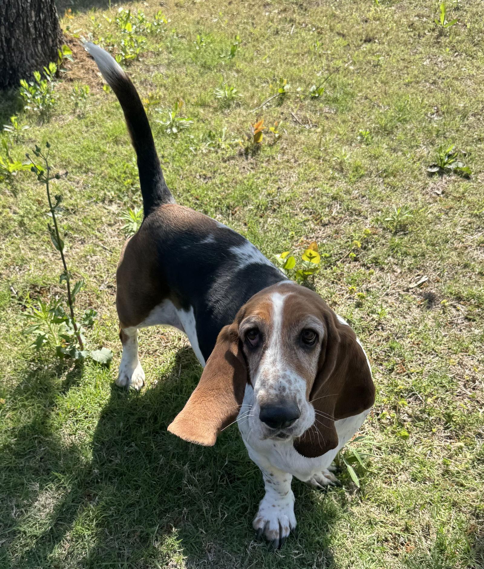 Enlarge Bonnie, a Adopted Basset Hound in Grapevine, TX image 2/3