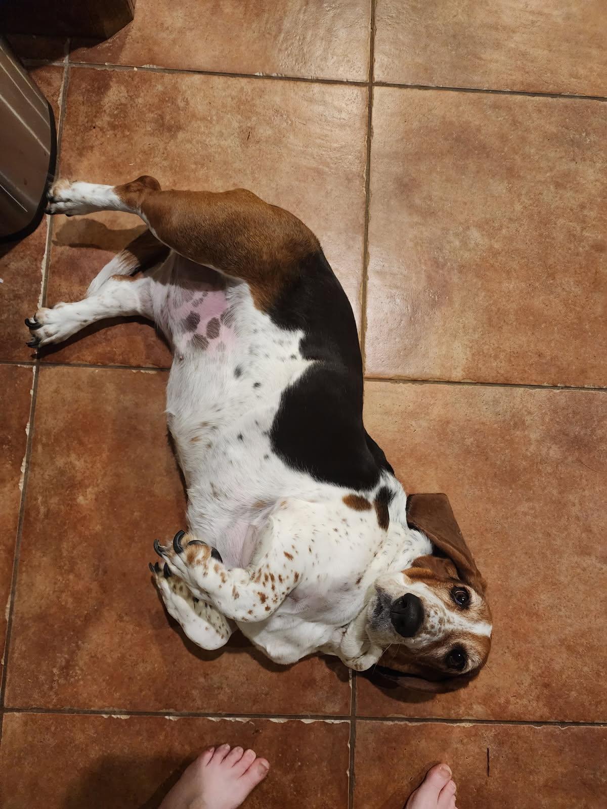 Enlarge Bonnie, a Adopted Basset Hound in Grapevine, TX image 3/3