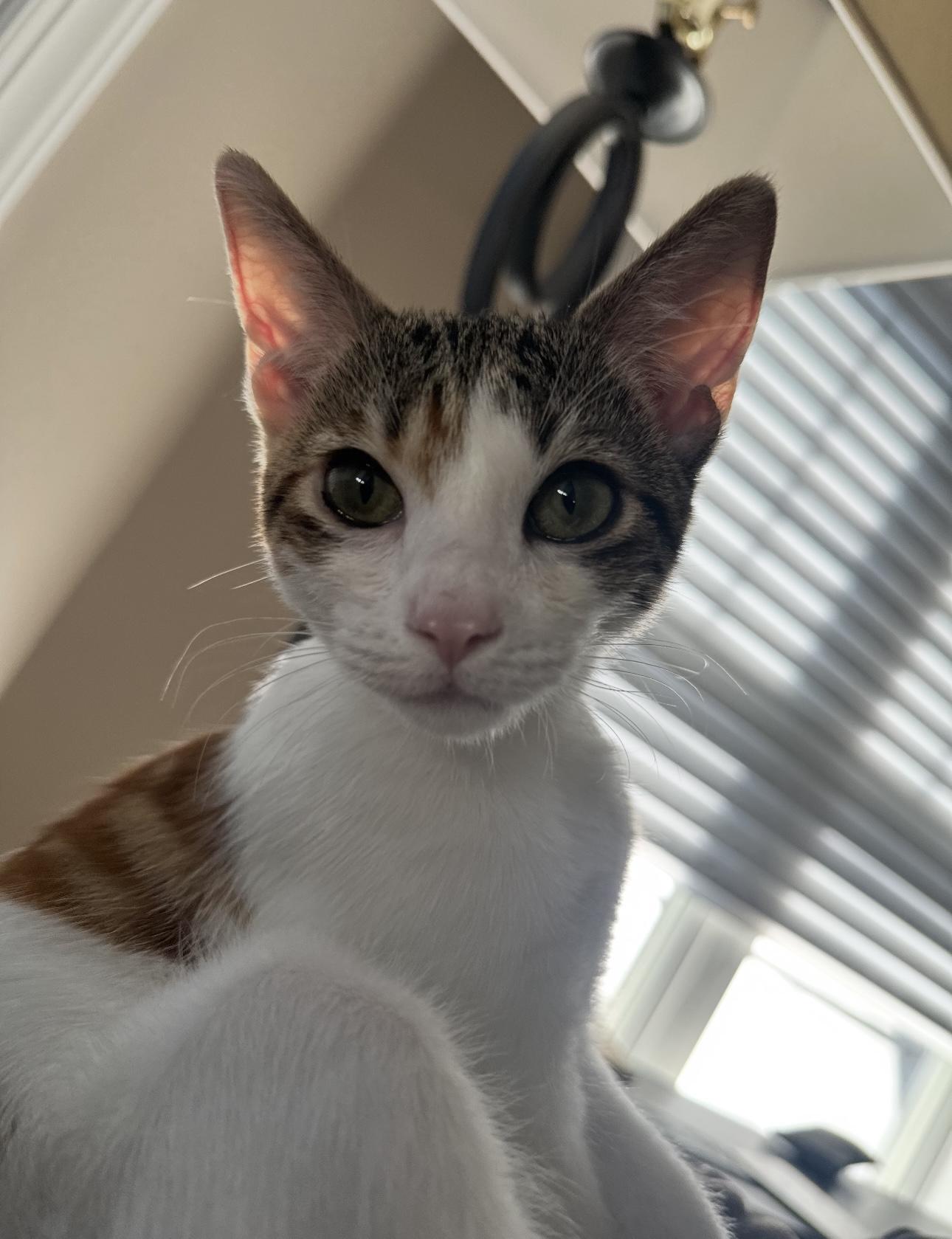 Enlarge Shrimp, a Adopted Domestic Short Hair in Woodbine, MD image 2/6