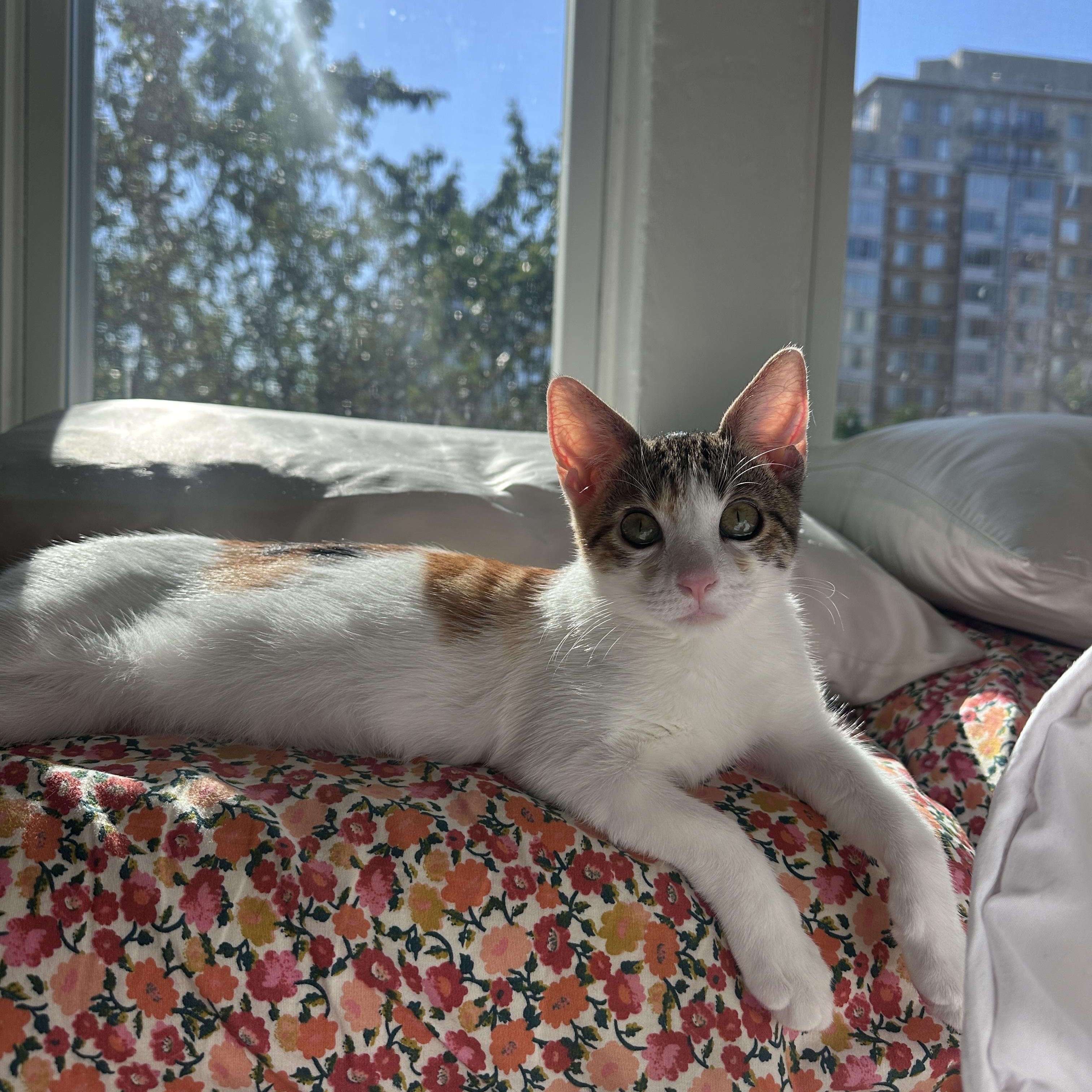 Enlarge Shrimp, a Adopted Domestic Short Hair in Woodbine, MD image 5/6