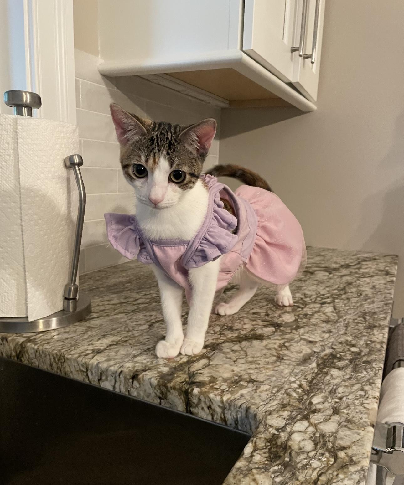 Shrimp, Adopted, Young Female Domestic Short Hair.