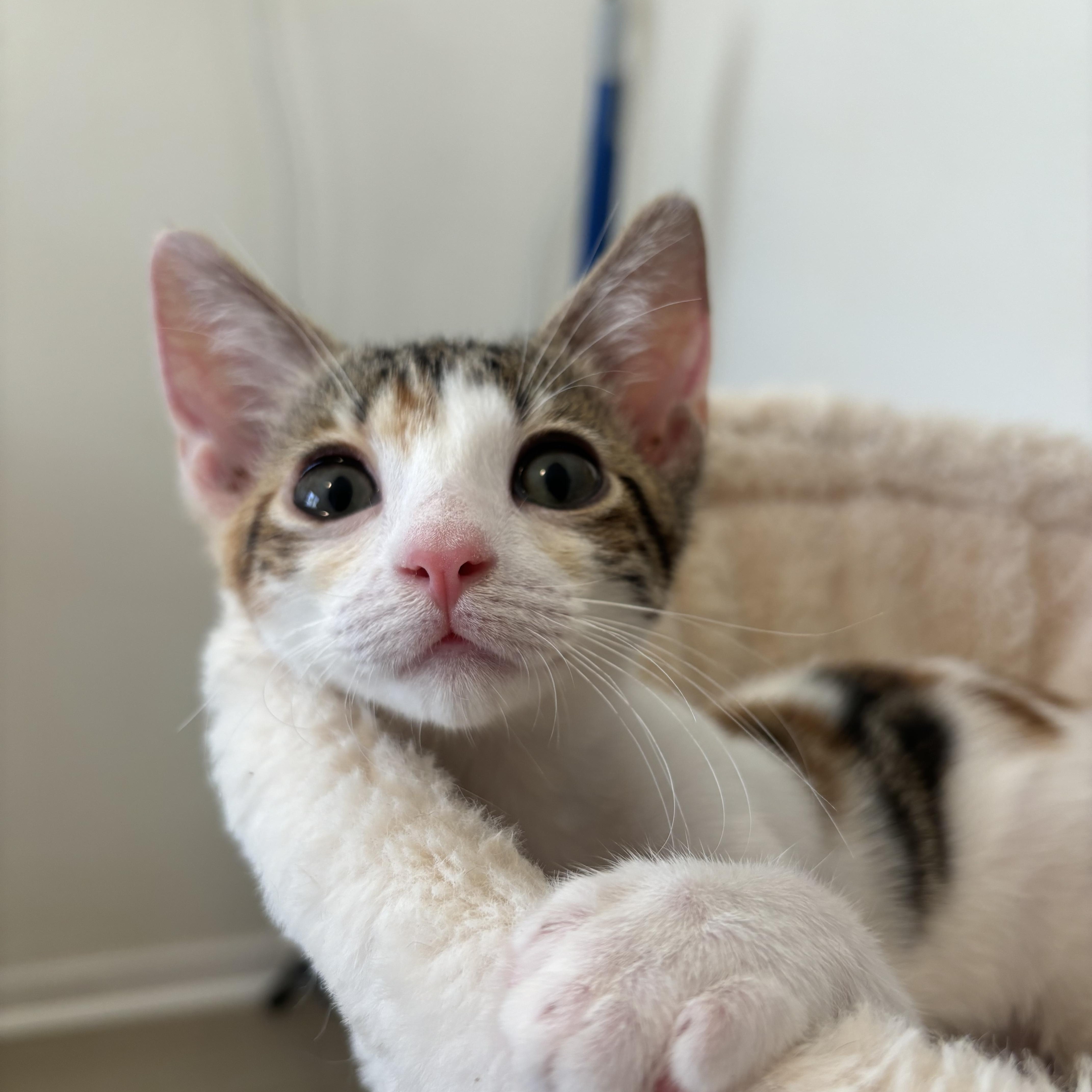 Enlarge Shrimp, a Adopted Domestic Short Hair in Woodbine, MD image 3/6