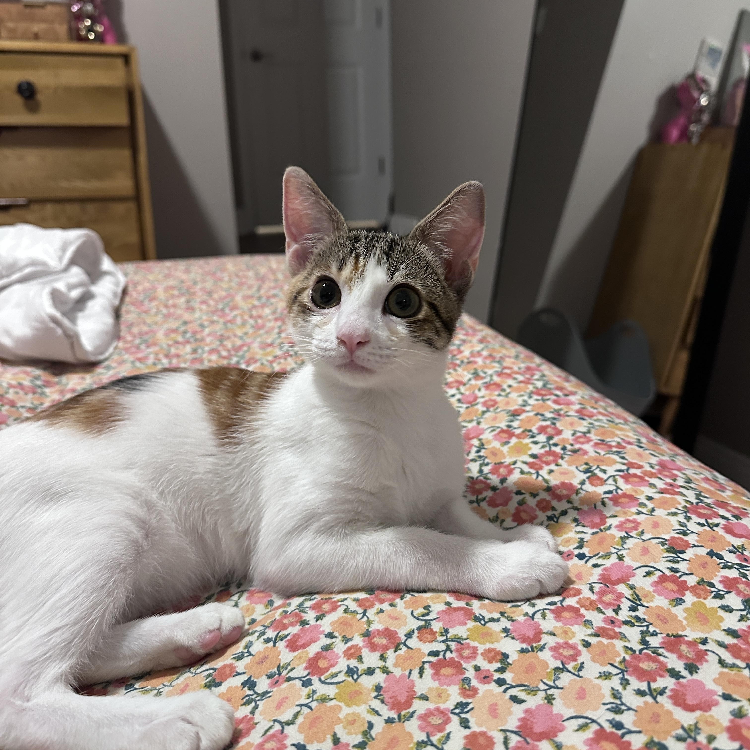 Enlarge Shrimp, a Adopted Domestic Short Hair in Woodbine, MD image 6/6