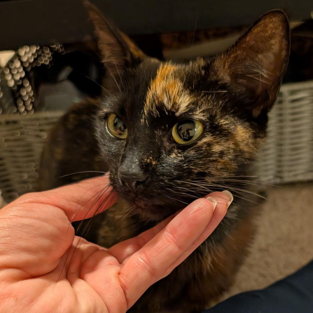 Enlarge Rhea, a Adoptable Domestic Short Hair in Oceanside, CA image 1/6