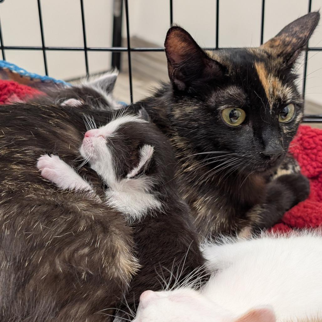 Enlarge Rhea, a Adoptable Domestic Short Hair in Oceanside, CA image 2/6