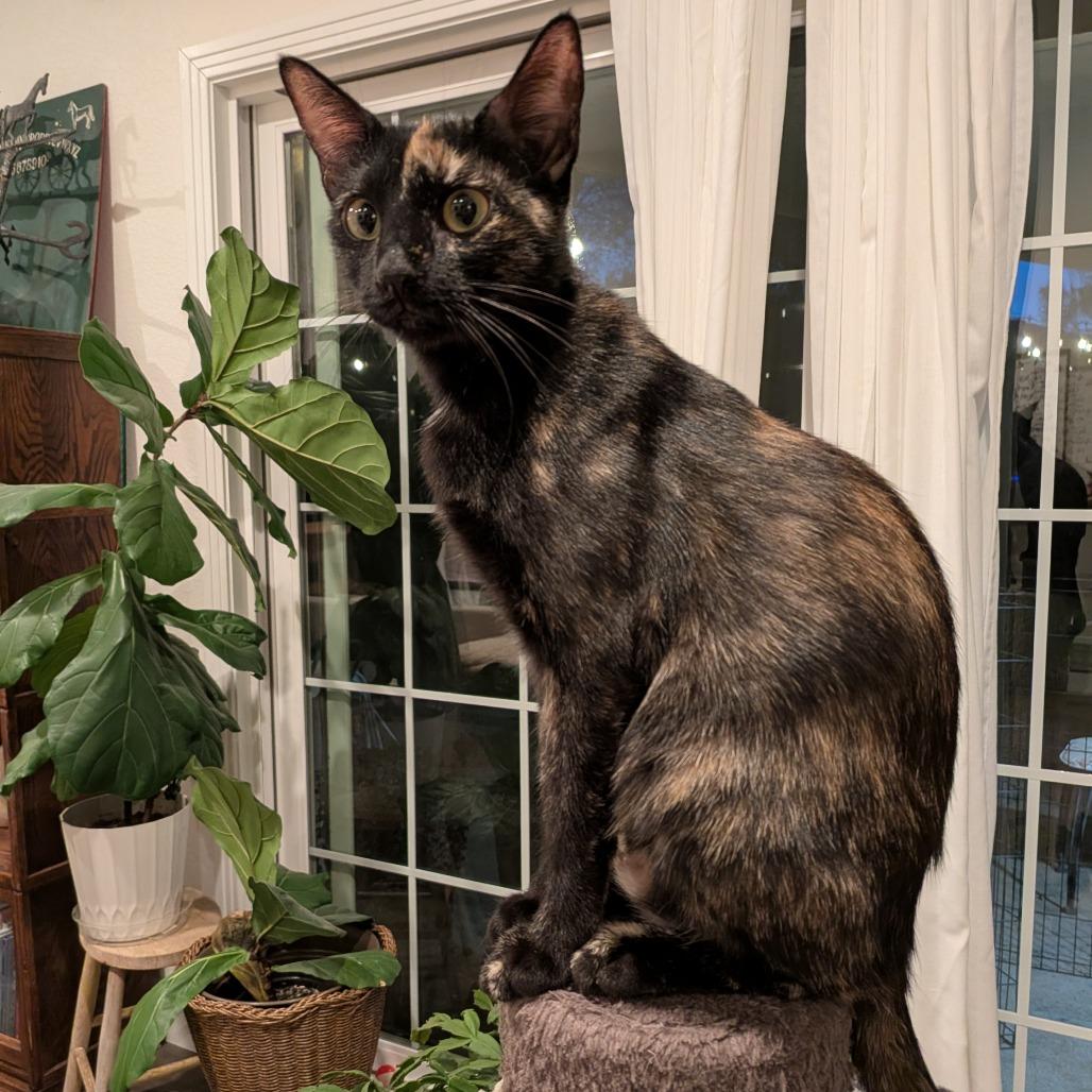 Enlarge Rhea, a Adoptable Domestic Short Hair in Oceanside, CA image 4/6