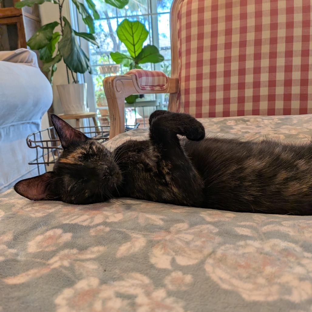 Enlarge Rhea, a Adoptable Domestic Short Hair in Oceanside, CA image 6/6