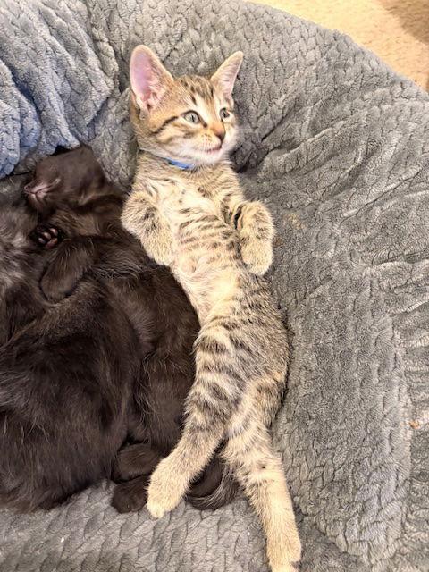 Petunia kitten, a Adopted Domestic Short Hair in Herndon, VA image 2/2