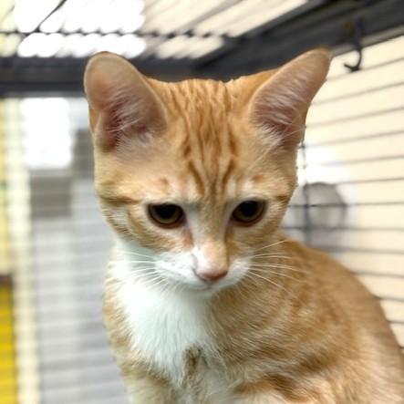 Porcini, ADOPTABLE, Kitten Male Domestic Short Hair & Tabby.