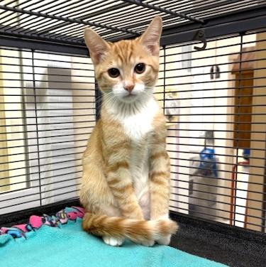 Porcini, a ADOPTABLE mixed breed in Long Beach, WA image 2/5