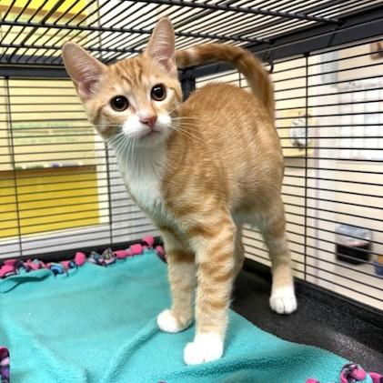 Porcini, ADOPTABLE, Kitten Male Domestic Short Hair & Tabby.