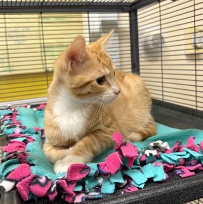 Porcini, a ADOPTABLE mixed breed in Long Beach, WA image 4/5