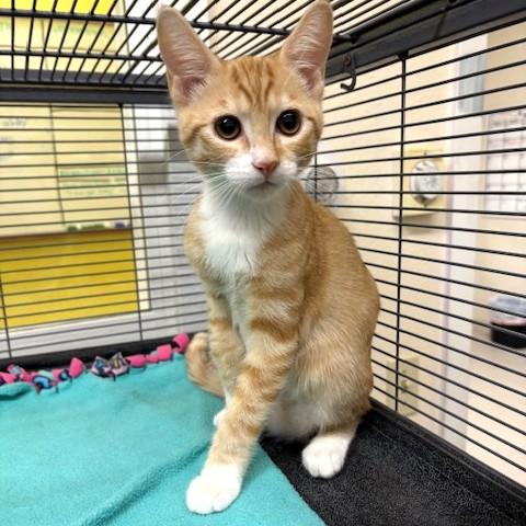 Porcini, a ADOPTABLE mixed breed in Long Beach, WA image 5/5