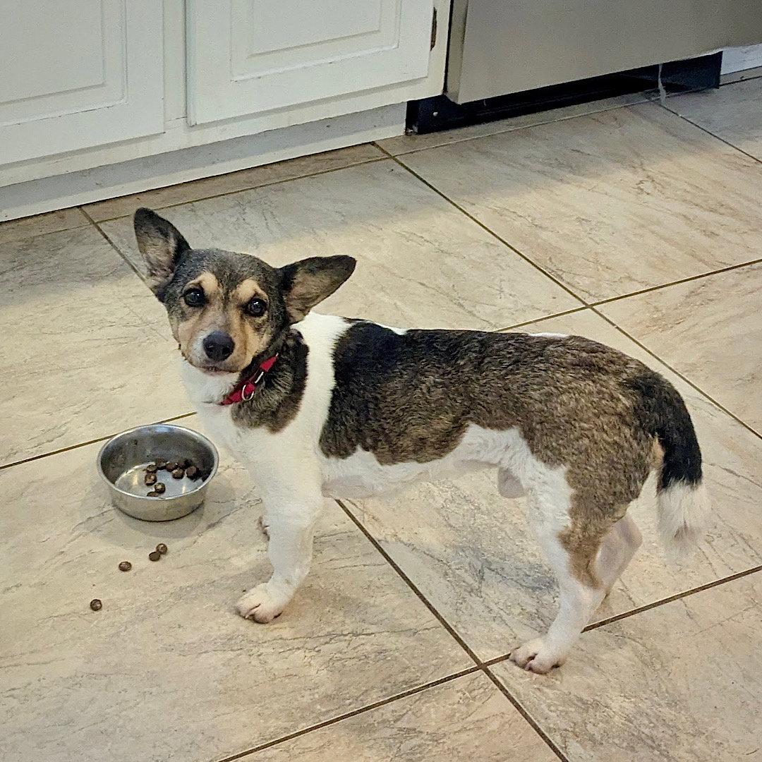 Enlarge Romano (TN), a Adopted Rat Terrier in Atlanta, GA image 1/3