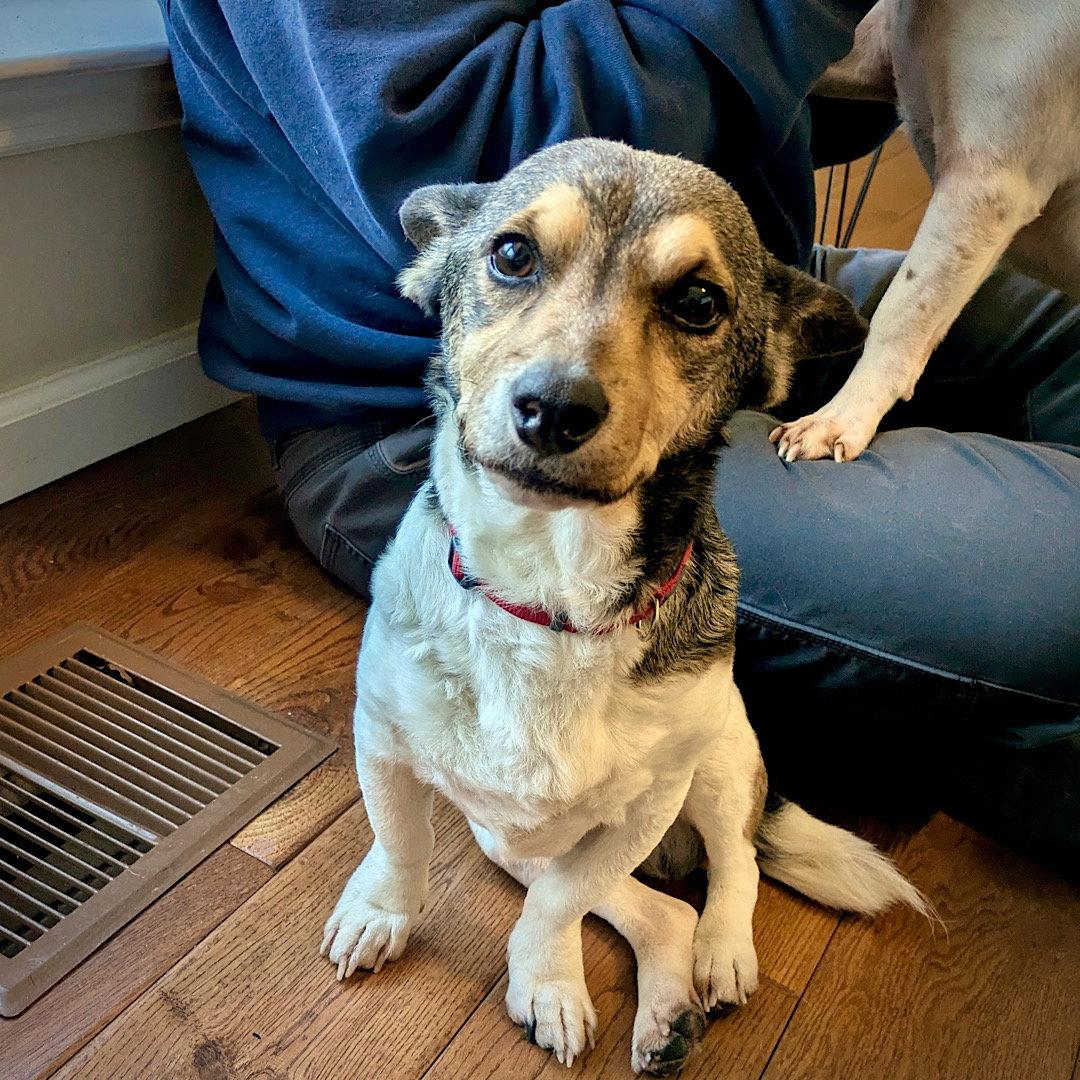 Enlarge Romano (TN), a Adopted Rat Terrier in Atlanta, GA image 2/3