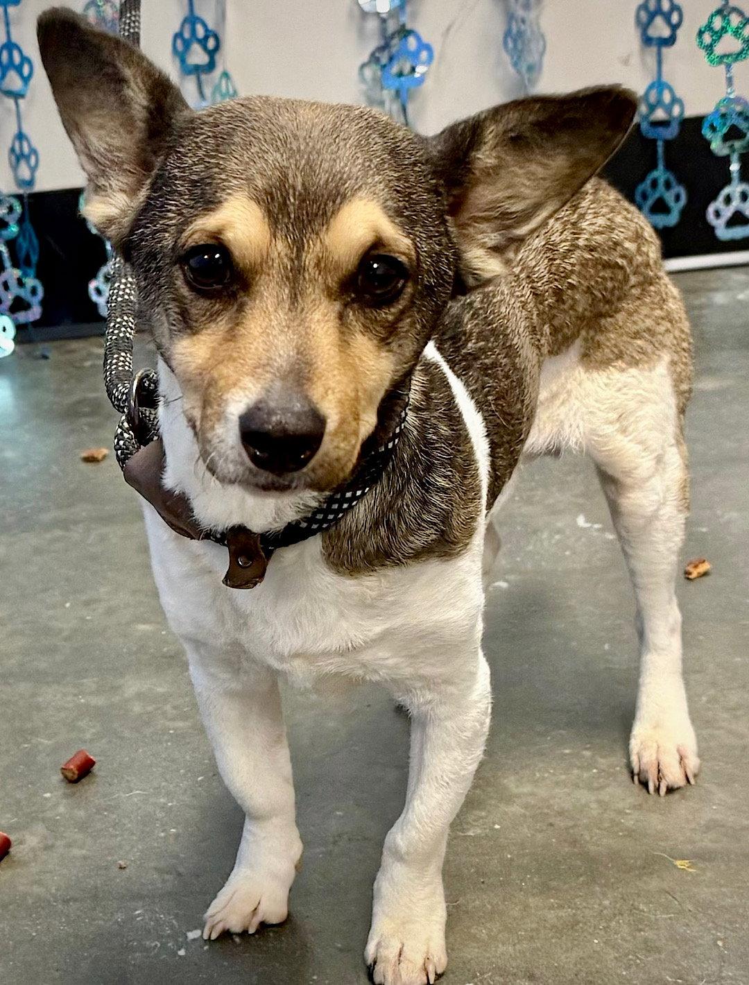 Enlarge Romano (TN), a Adopted Rat Terrier in Atlanta, GA image 3/3