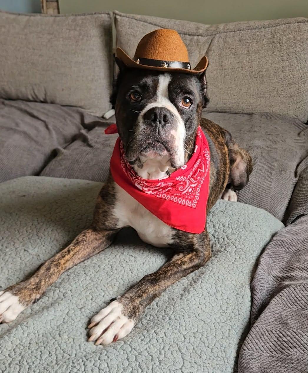 Wiggle Nelson, adopted, Young Male Boxer.