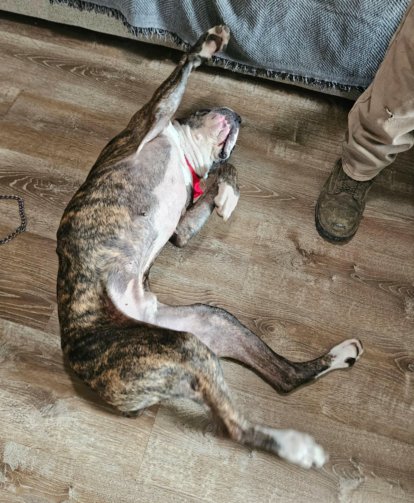 Enlarge Wiggle Nelson, an adopted Boxer in China Township, MI image 4/6