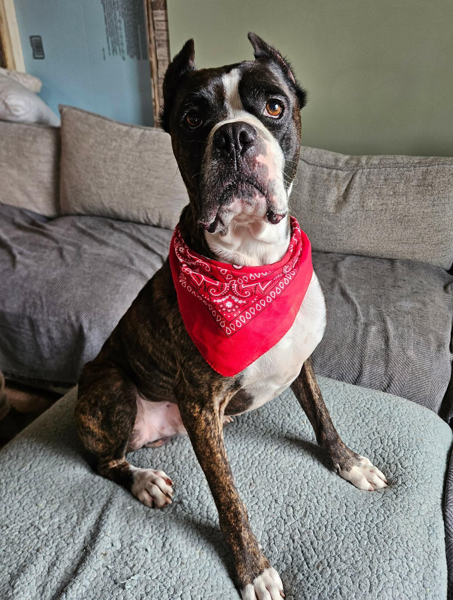 Enlarge Wiggle Nelson, an adopted Boxer in China Township, MI image 2/6