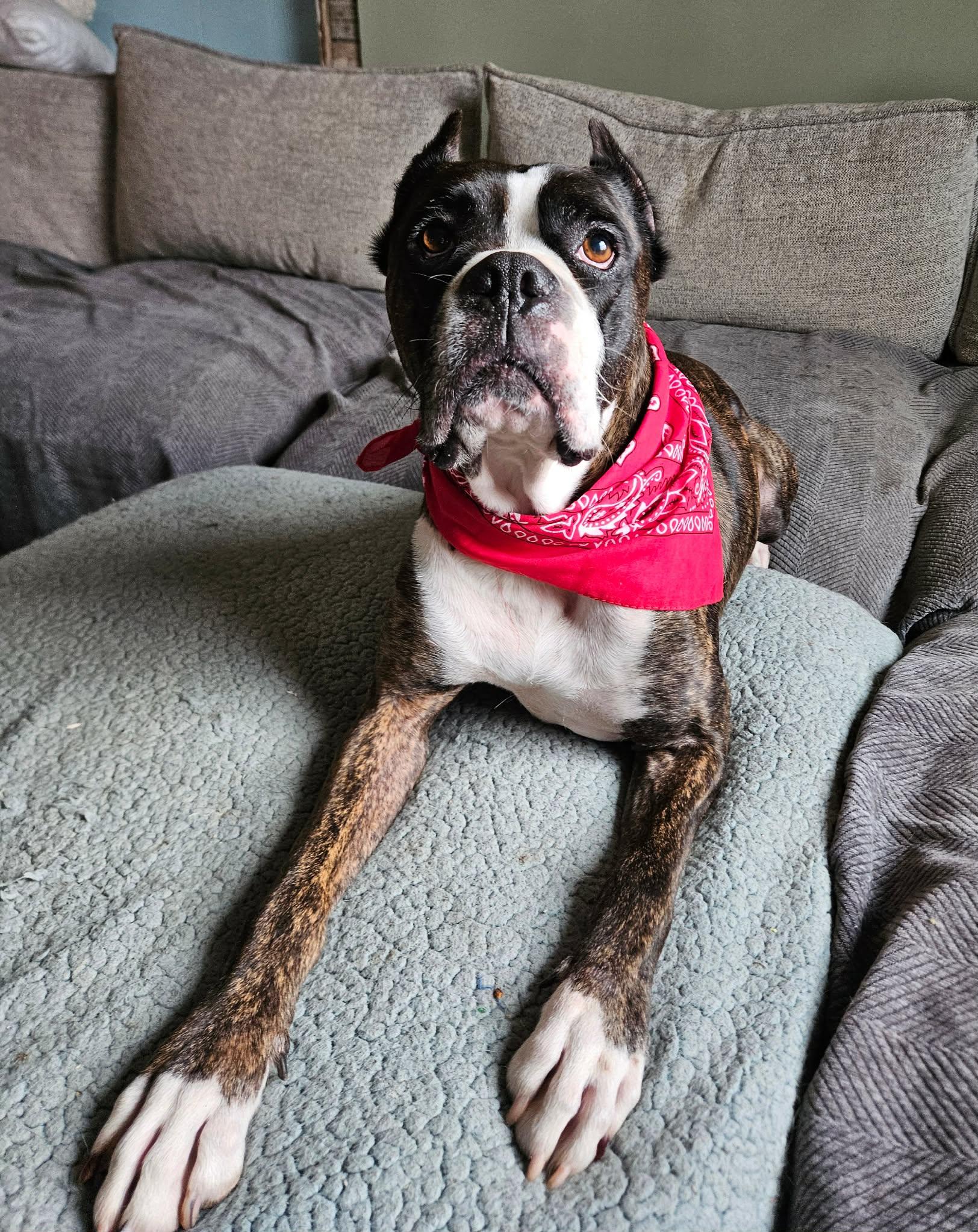 Enlarge Wiggle Nelson, an adopted Boxer in China Township, MI image 3/6