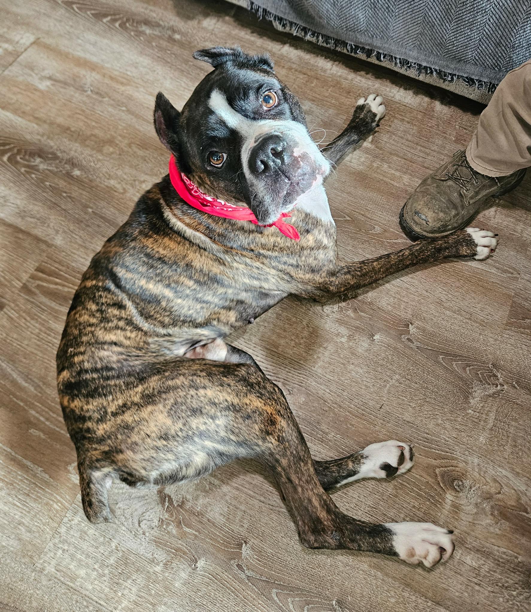 Enlarge Wiggle Nelson, an adopted Boxer in China Township, MI image 5/6