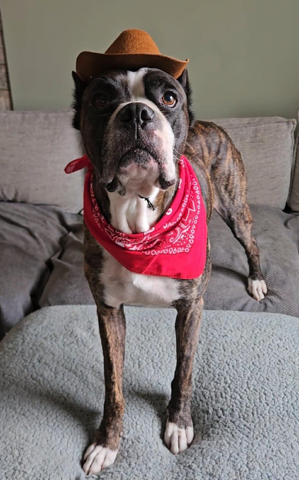 Enlarge Wiggle Nelson, an adopted Boxer in China Township, MI image 6/6