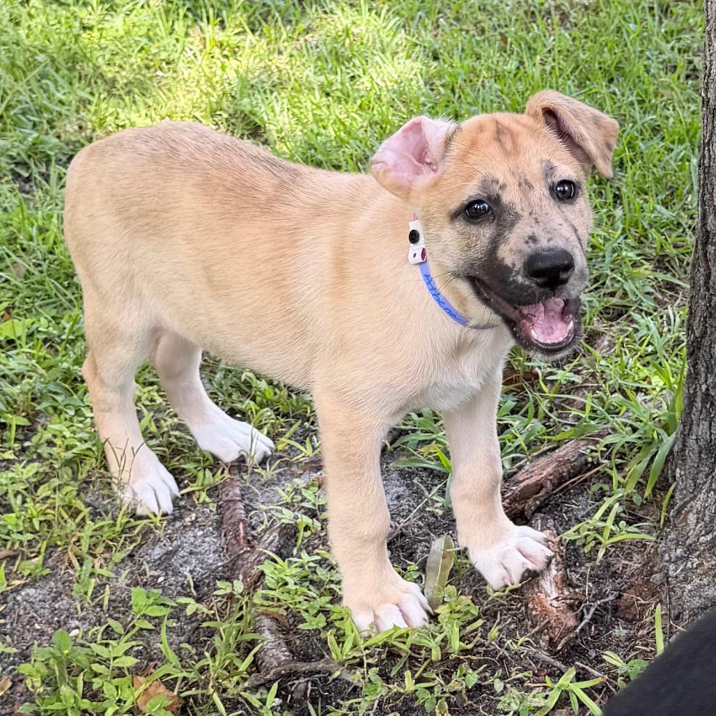 ATHENA, Adoptable, Puppy Female Great Dane & German Shepherd Dog.