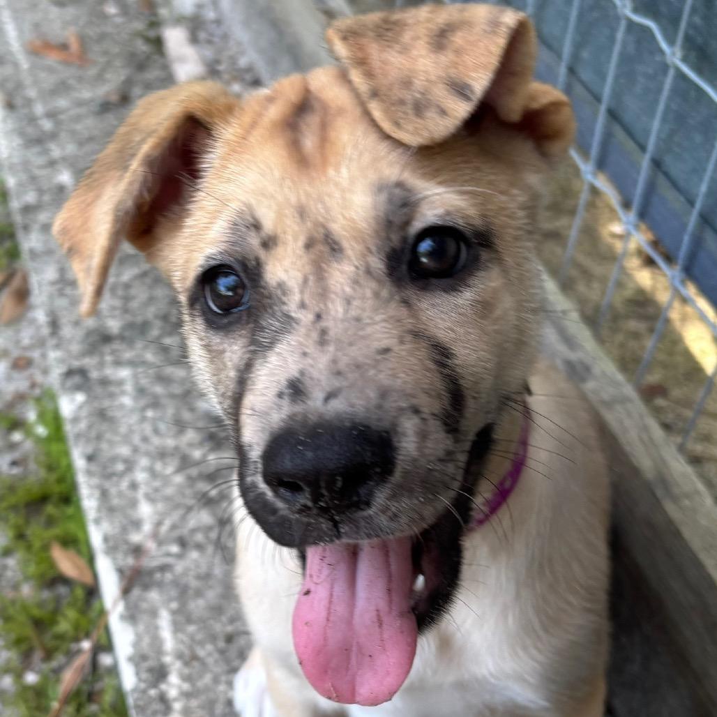 ATHENA, a Adoptable mixed breed in Wellington, FL image 2/4