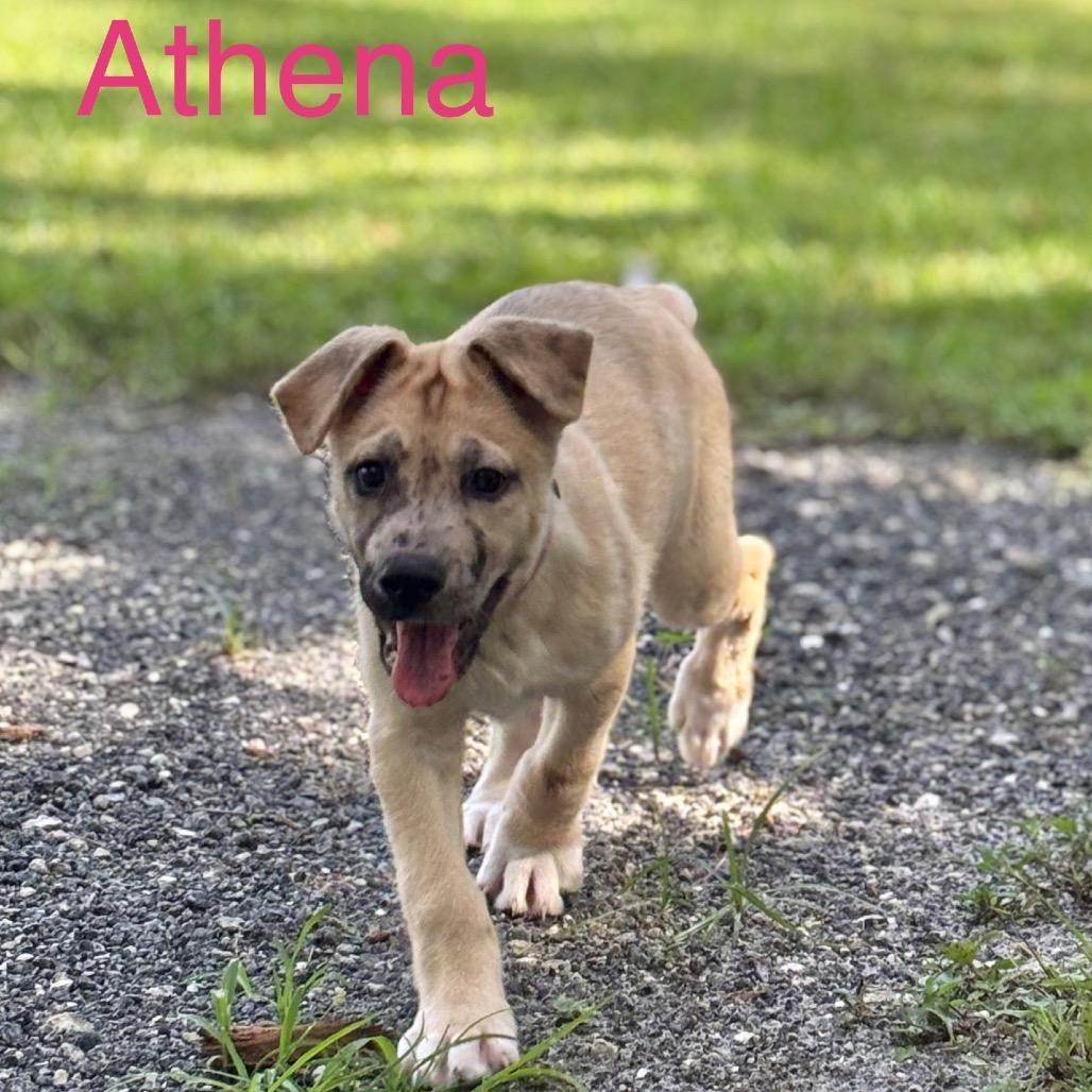 ATHENA, a Adoptable mixed breed in Wellington, FL image 4/4