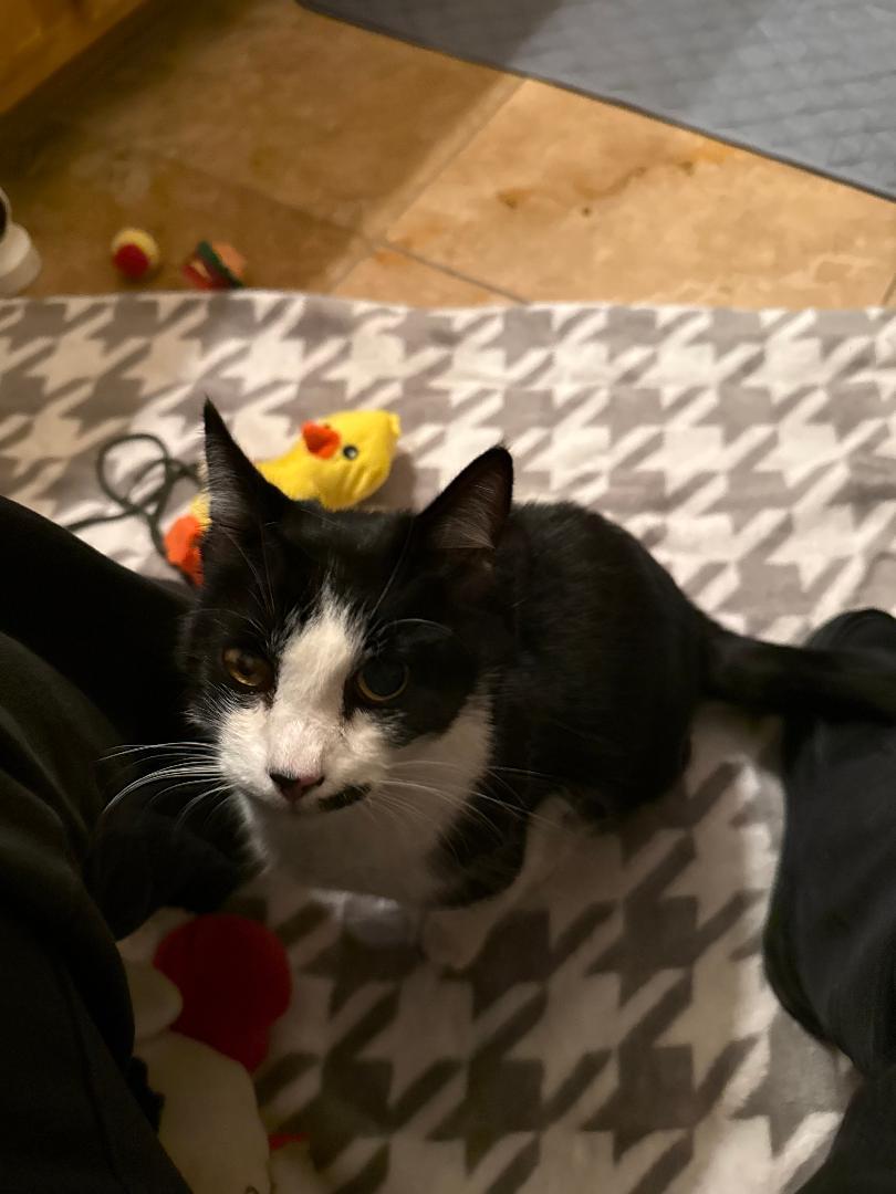 Enlarge Mel, a Adoptable Domestic Short Hair in Torrance, CA image 2/2