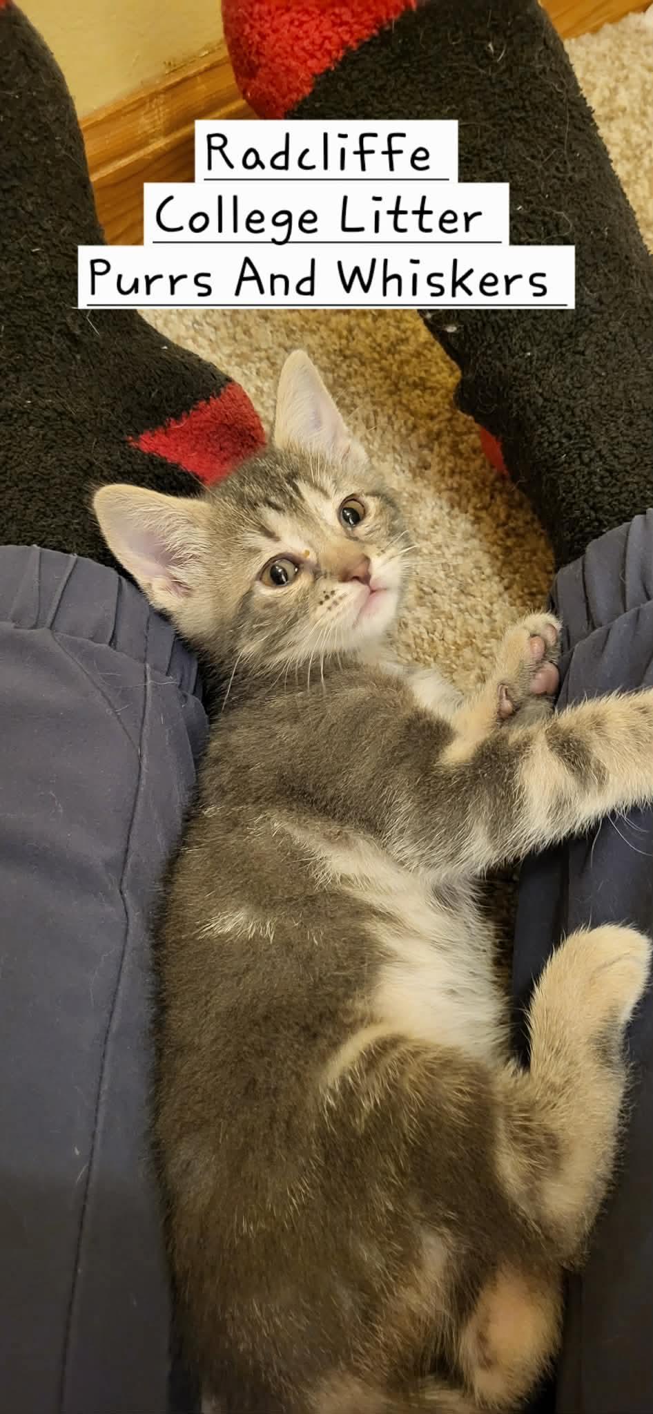Radcliffe, Adoptable, Kitten Female Domestic Short Hair.