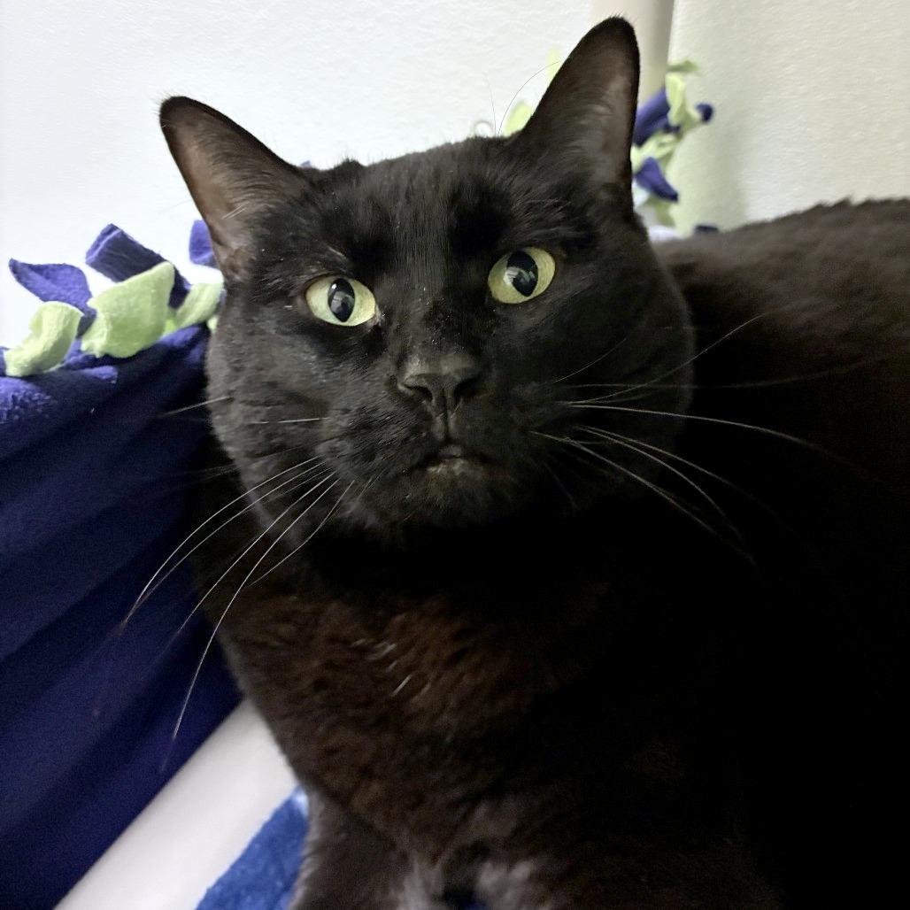 Enlarge Milo, a Adoptable mixed breed in Woodinville, WA image 1/6