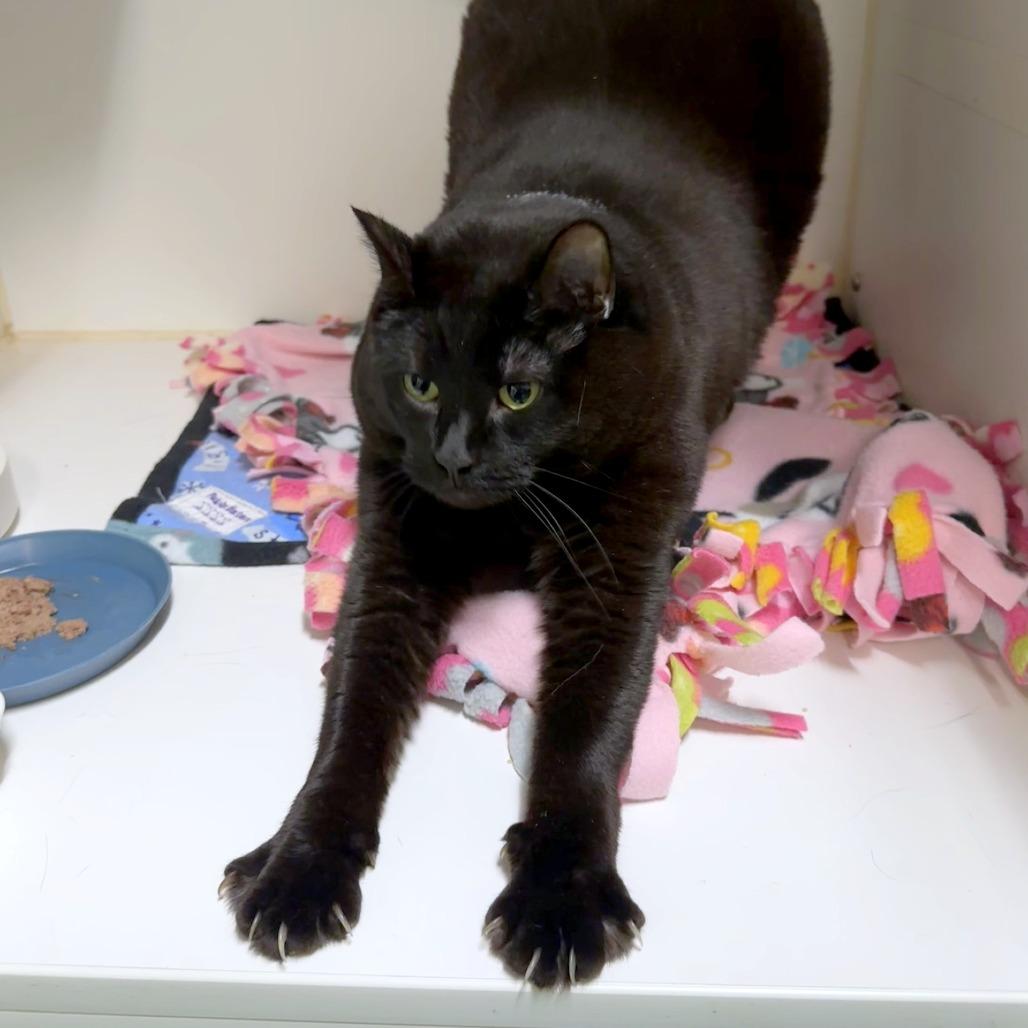 Enlarge Milo, a Adoptable mixed breed in Woodinville, WA image 2/6