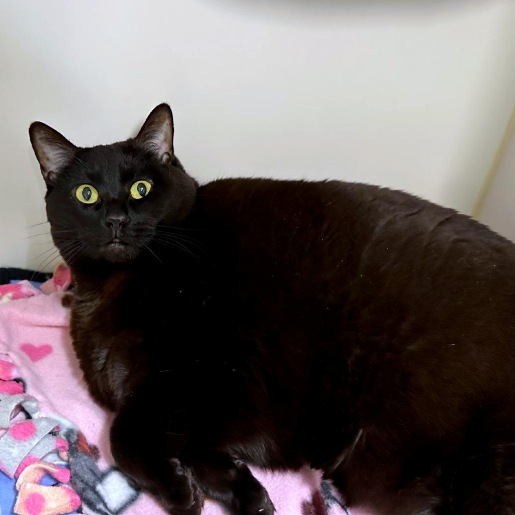 Enlarge Milo, a Adoptable mixed breed in Woodinville, WA image 3/6