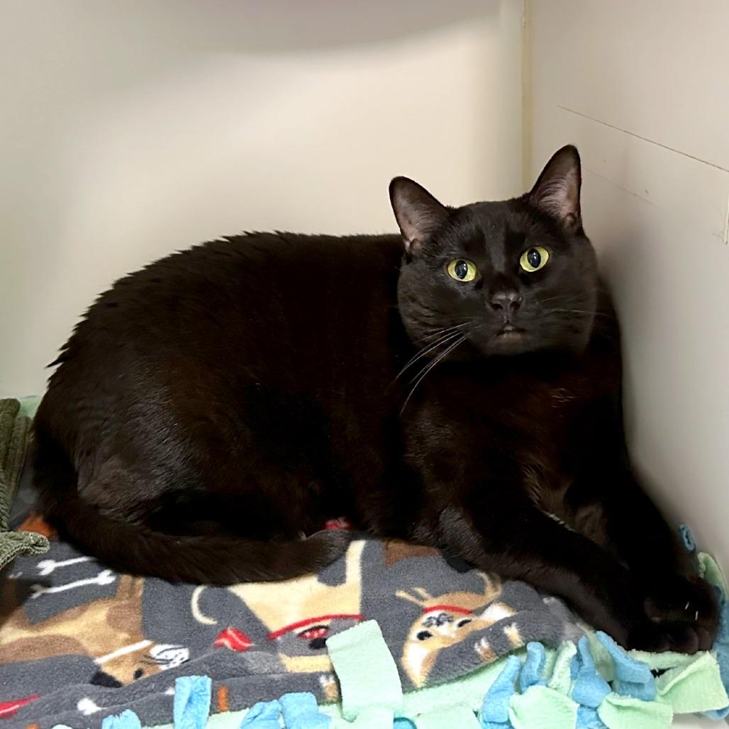 Enlarge Milo, a Adoptable mixed breed in Woodinville, WA image 4/6