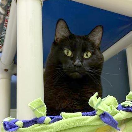 Enlarge Milo, a Adoptable mixed breed in Woodinville, WA image 5/6