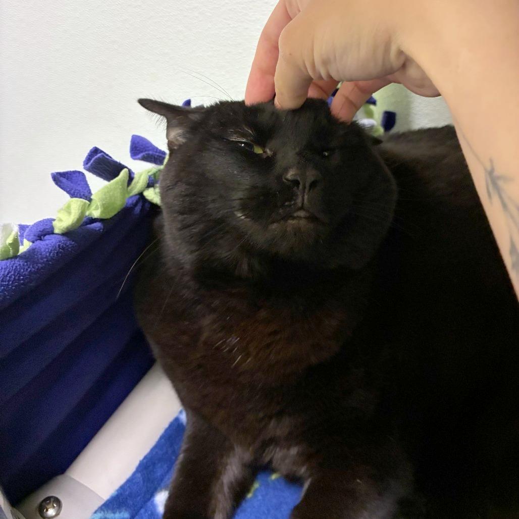 Enlarge Milo, a Adoptable mixed breed in Woodinville, WA image 6/6