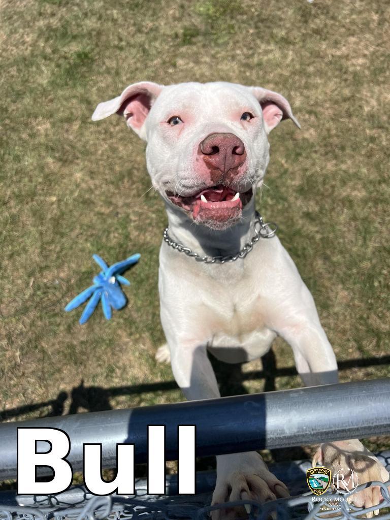 Bull, a Adoptable Pit Bull Terrier in Rocky Mount, NC image 1/3