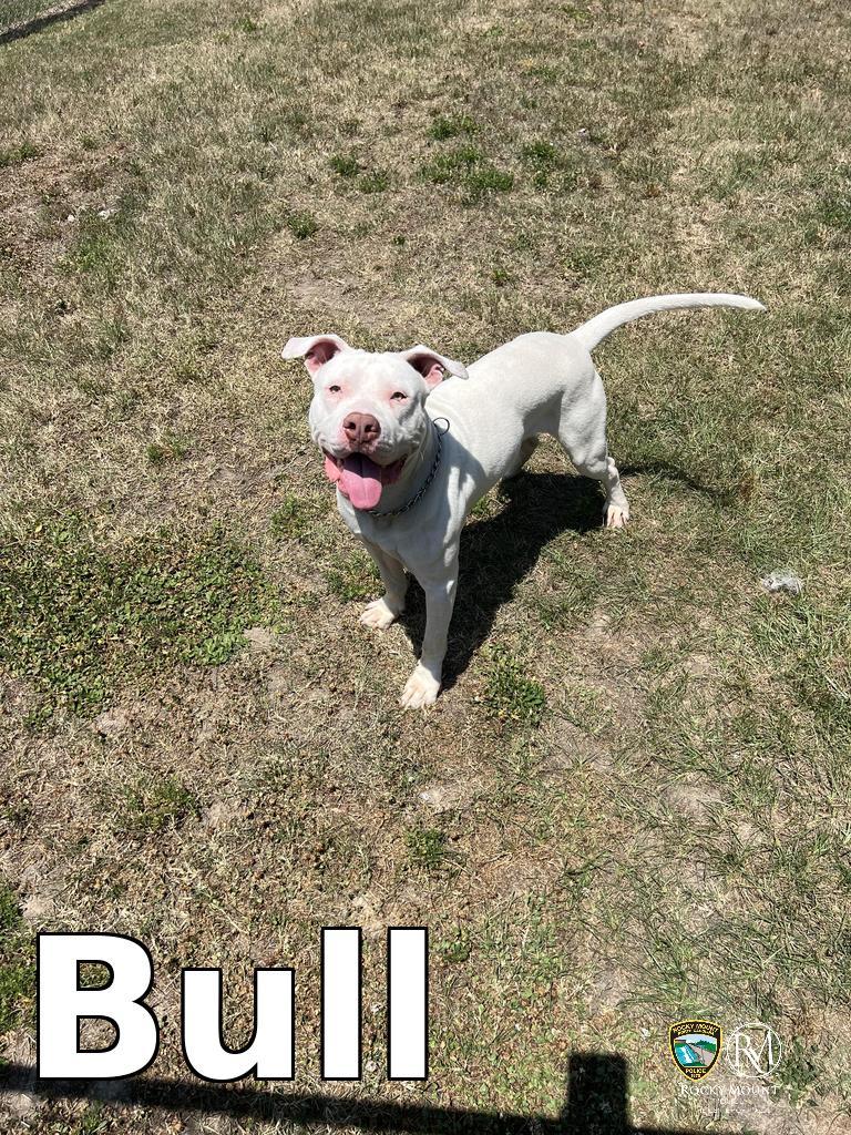 Bull, a Adoptable Pit Bull Terrier in Rocky Mount, NC image 2/3