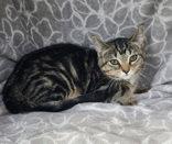 7126 (Poppy), Adoptable, Kitten Female Domestic Short Hair.