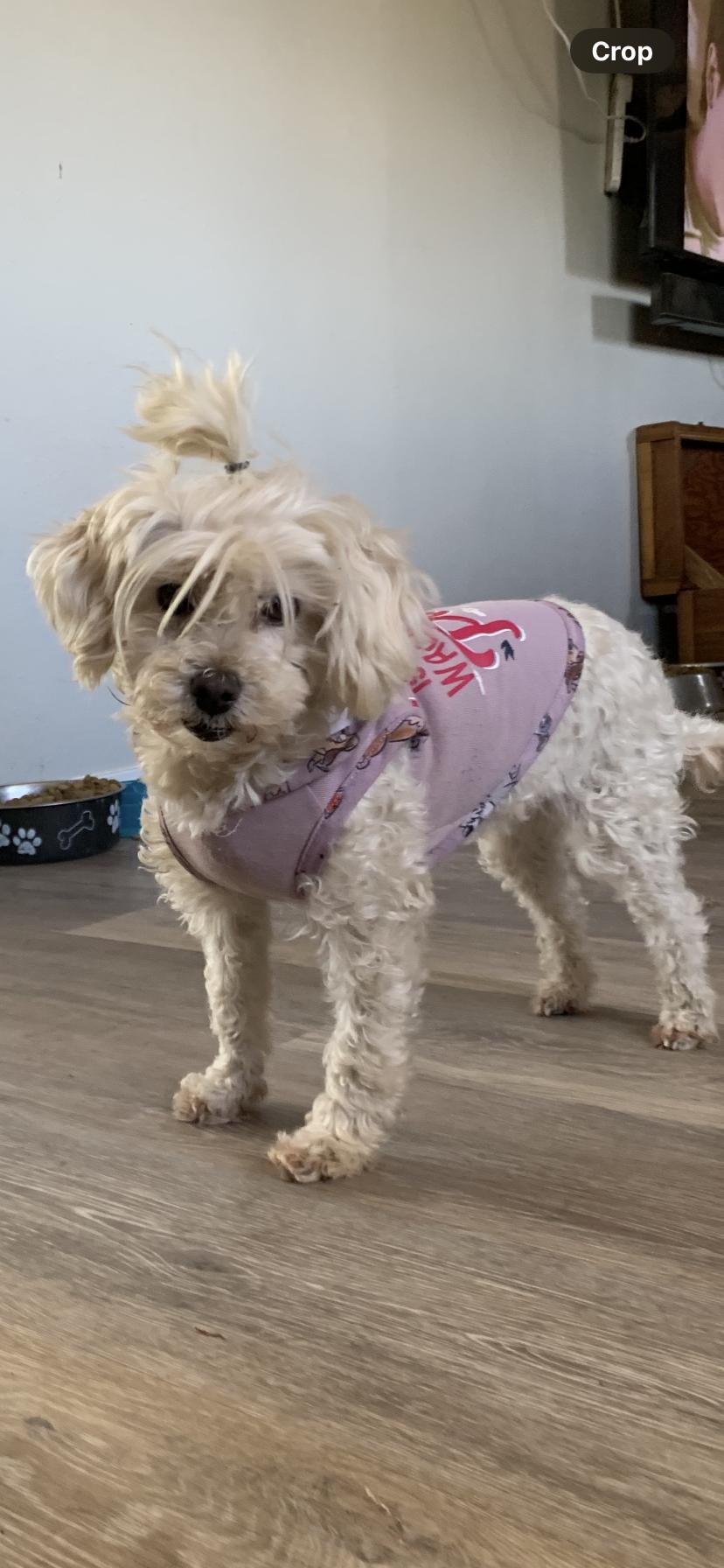 Enlarge Jelly, a Adoptable mixed breed in Wasco, OR image 5/5