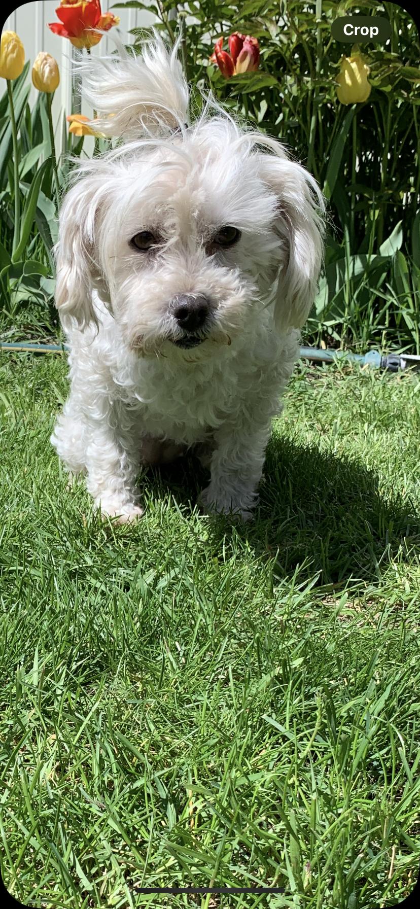 Enlarge Jelly, a Adoptable mixed breed in Wasco, OR image 3/5