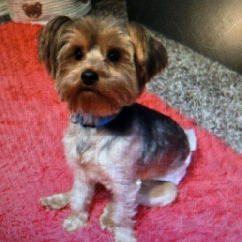 Kilo, Adoptable, Young Male Yorkshire Terrier.