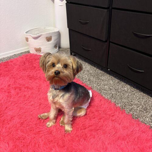 Enlarge Kilo, a Adoptable Yorkshire Terrier in Broken Arrow, OK image 2/3