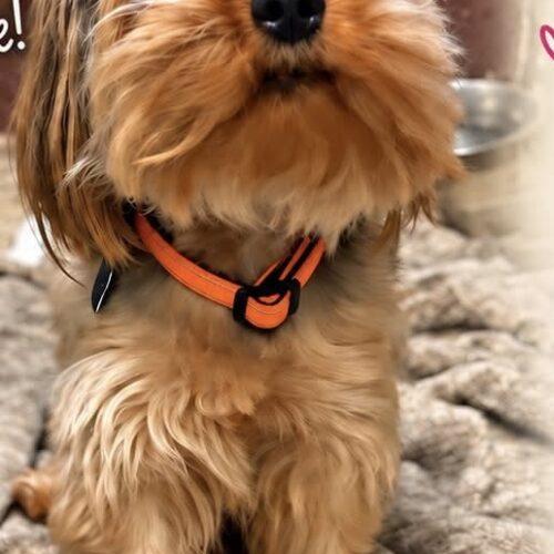 Enlarge Kilo, a Adoptable Yorkshire Terrier in Broken Arrow, OK image 3/3