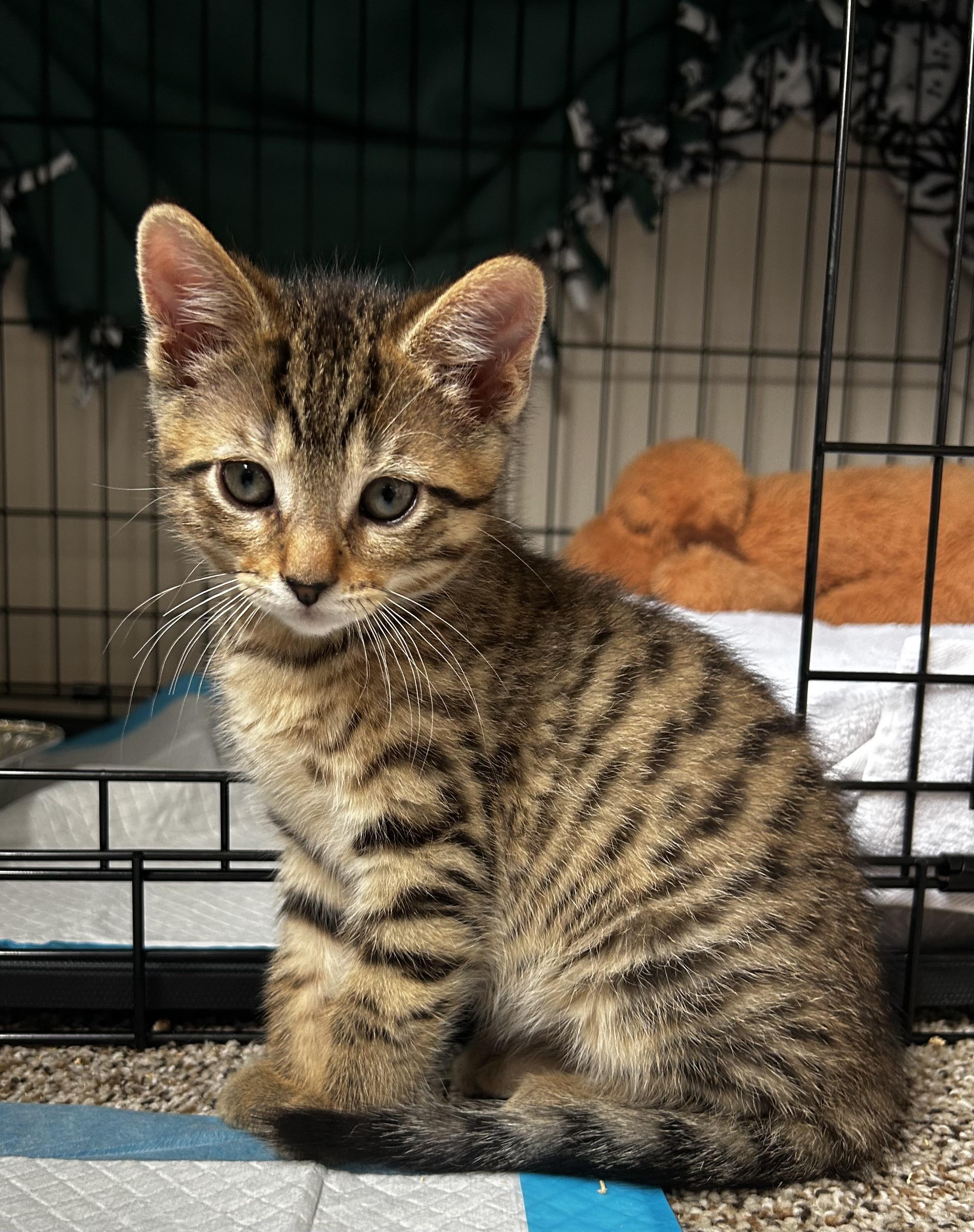 Enlarge Phoenix, a ADOPTABLE Domestic Short Hair in Grayslake, IL image 5/5