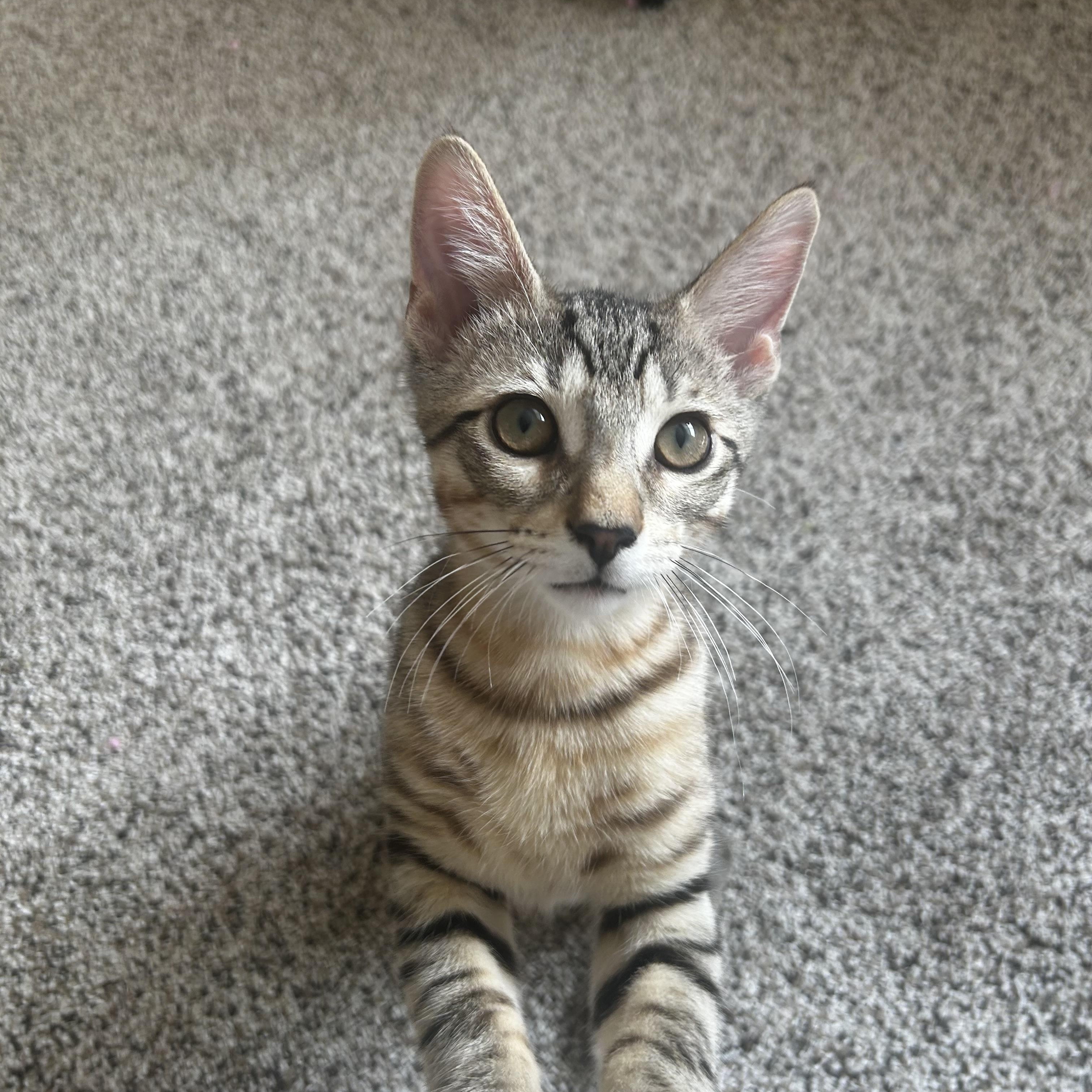 Enlarge Phoenix, a ADOPTABLE Domestic Short Hair in Grayslake, IL image 2/5
