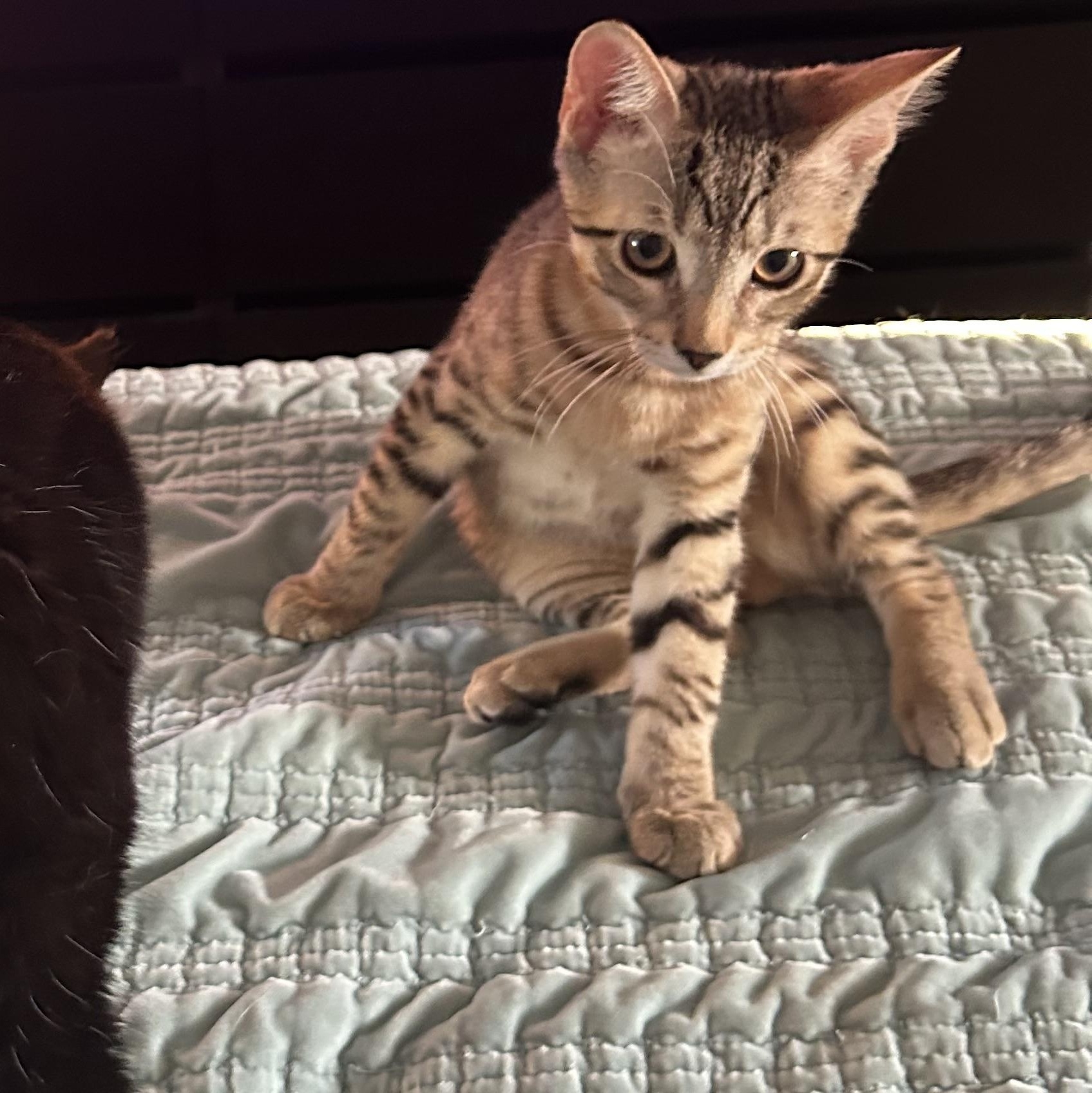 Phoenix, ADOPTABLE, Young Male Domestic Short Hair.