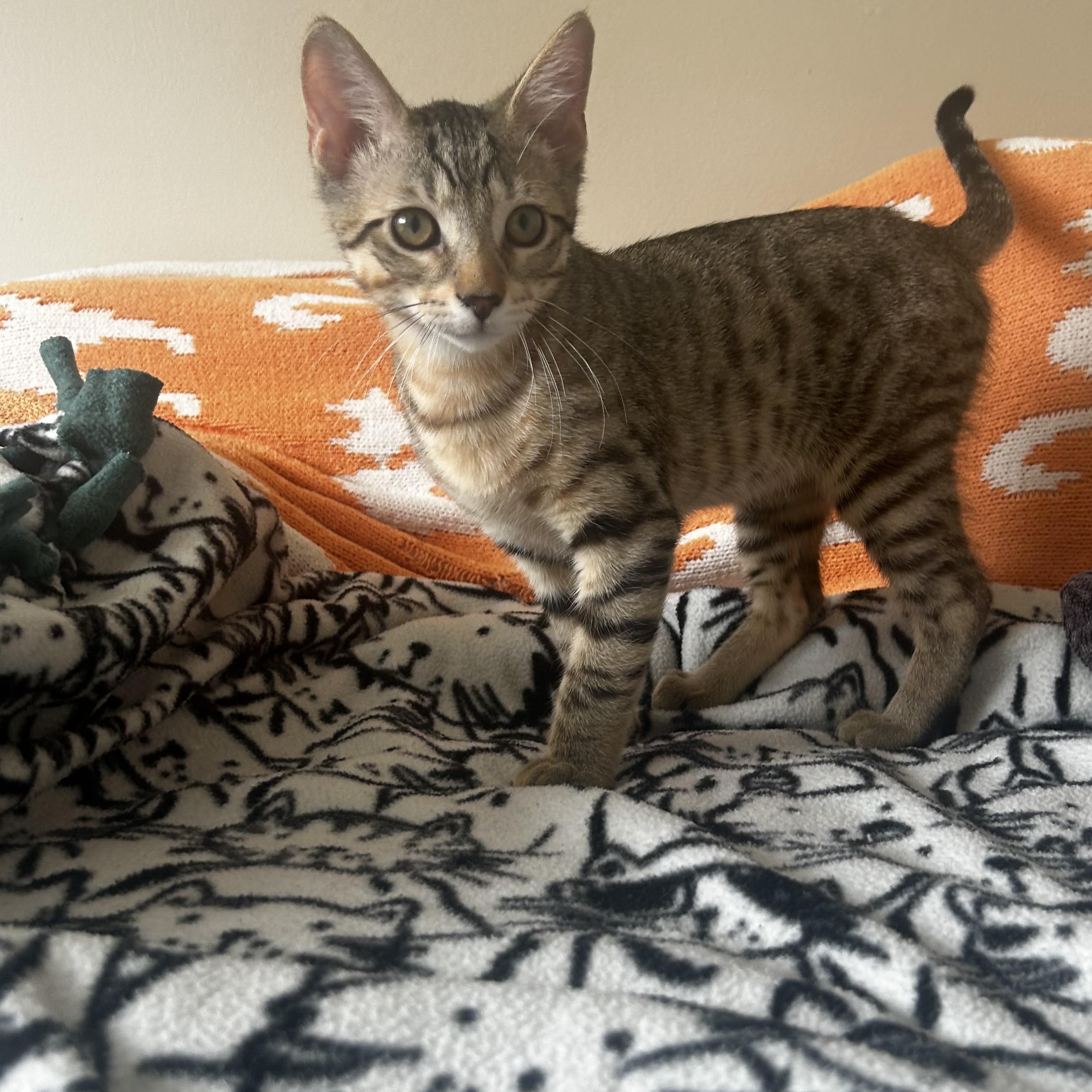 Enlarge Phoenix, a ADOPTABLE Domestic Short Hair in Grayslake, IL image 4/5